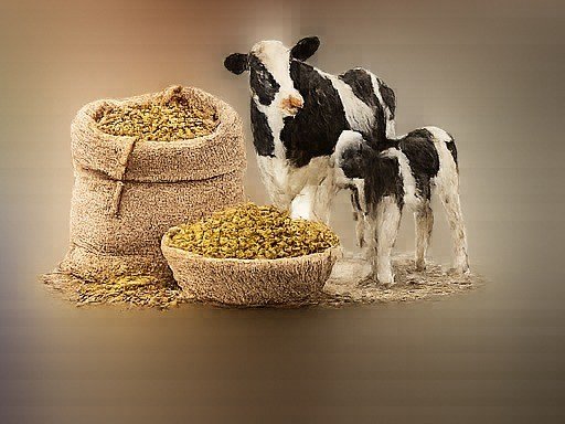 Cattle Feeds